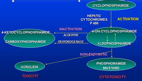 Alkylating Agents – howMed