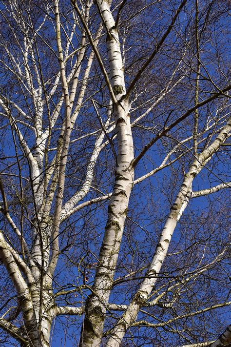 HD wallpaper: birch, winter, kahl, white, blue, sky, blue sky, aesthetic | Wallpaper Flare