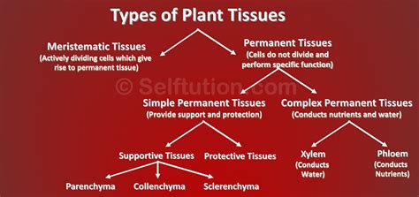 What are Tissues? Definition, Types and Examples » Selftution