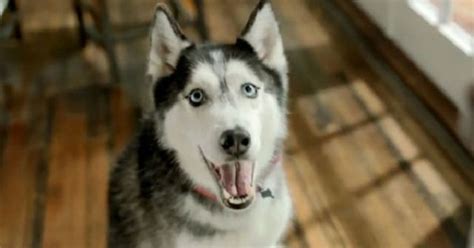 The Internet Bids Mishka, The Talking Husky, A Tearful Goodbye