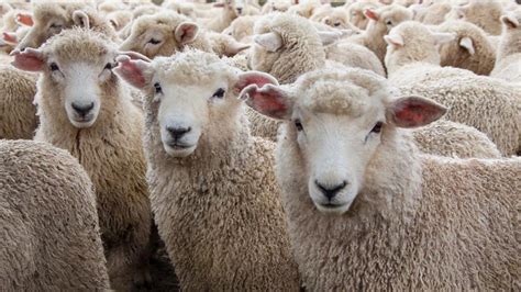 BBC Radio - Learning English Conversations, Sheeple