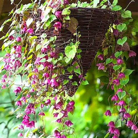 How To Plant Trailing Plants In Hanging Baskets