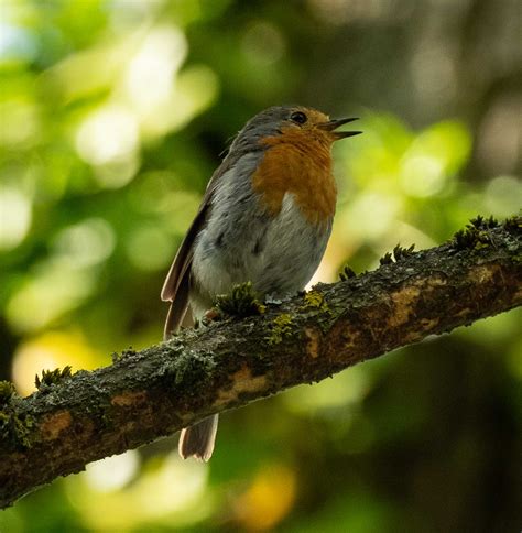 Birds of northern Europe — Life in a Southern Forest