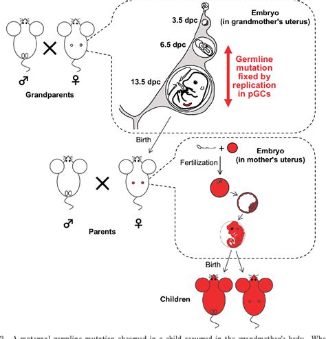 Figure 3 from Germline mutation: de novo mutation in reproductive ...