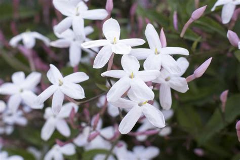 Jasmine Flowers: Planting, Growing, and Caring for Jasmines