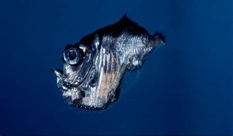 Deep-sea hatchetfish - Australian Geographic