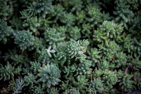 Growing dark green succulents plant free image download