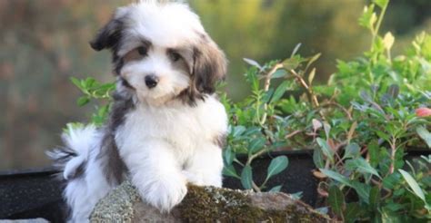 Havanese Dog Breed Information, Images, Characteristics, Health