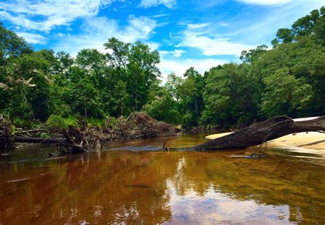 Mayday to Statenville paddle trip on the Alapaha river. | WWALS ...