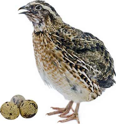 Quail Eggs