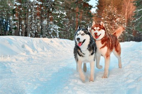 Red Husky - Breed Facts And Complete Guide - Animal Corner