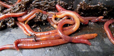 compost worms | crabchick | Flickr