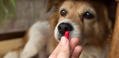 What Are the Side Effects of Clindamycin For Dogs? - The Pet Town