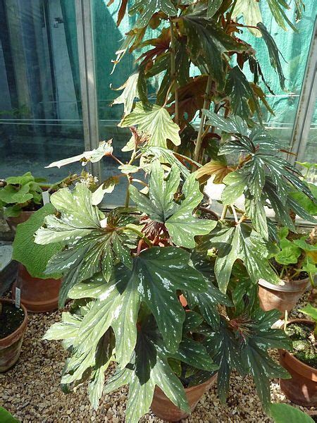 Photo of the entire plant of Cane Begonia (Begonia aconitifolia) posted ...