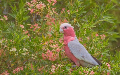 Download wallpapers Galah, rose-breasted cockatoo, pink parrot, beautiful pink bird, Australia ...