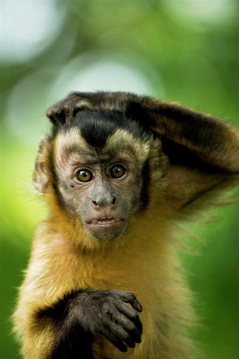 Monkey Scratching Its Head Photograph by Peter Menzel/science Photo Library - Pixels