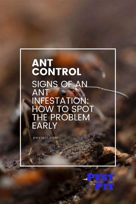 Signs of an Ant Infestation: How to Spot the Problem Early - Pest Pit