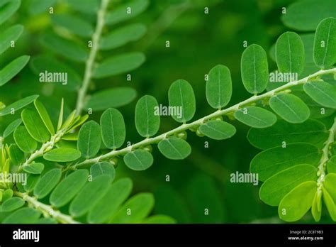 Phyllanthus niruri herb plant and other name, Seed-under-leaf ...