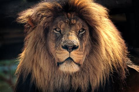 4k Lion Hd, HD Animals, 4k Wallpapers, Images, Backgrounds, Photos and Pictures