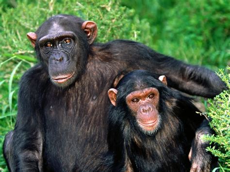 Amazing African Animals: Endangered African Chimps With Little Babbies