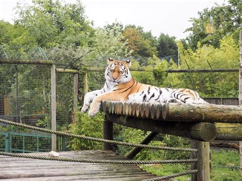 Afternoon tea with the big cats at Paradise Wildlife Park | Hannatalks