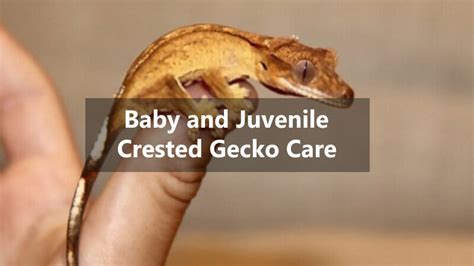 Baby and Juvenile Crested Gecko Care –Complete Guide - MyPetReptiles