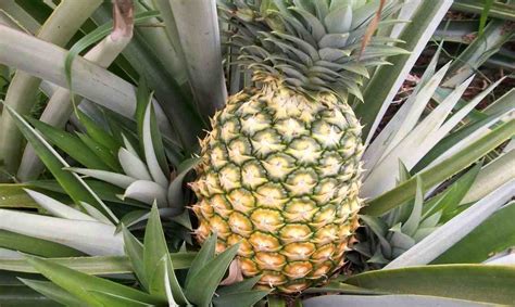 Price references of Pineapple Plant types + cheap purchase - Arad Branding