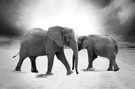 elephant, ivory, animals, africa, predator, safari, zoo, nature ...