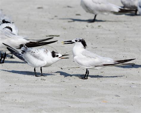 2012 October Sandwich Tern Bird-of-the-Month – Audubon Everglades