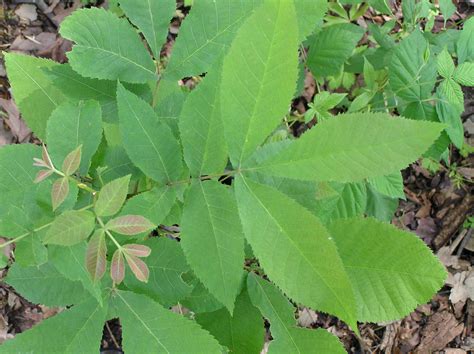 Native Trees of Indiana River Walk