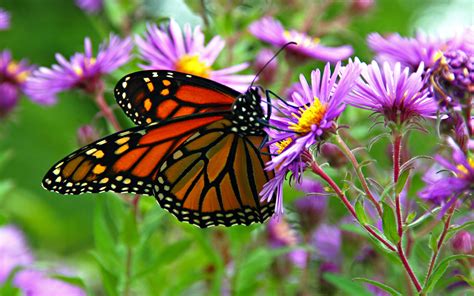 Download Purple Flower Insect Macro Monarch Butterfly Flower Animal Butterfly 4k Ultra HD Wallpaper