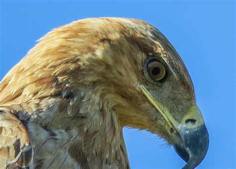 Tawny Eagle - Detail Photograph by Julie A Murray - Fine Art America