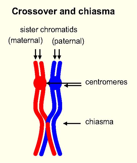 BOLO Biology Newsletter Archive: Daily Newsletter: October 25, 2012 - Meiosis