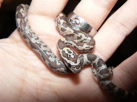 Hatchling Corn Snake 2A.8 by ShadedRain on DeviantArt