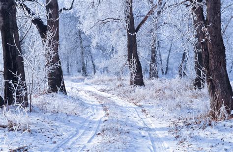 Winter Landscape Free Stock Photo - Public Domain Pictures