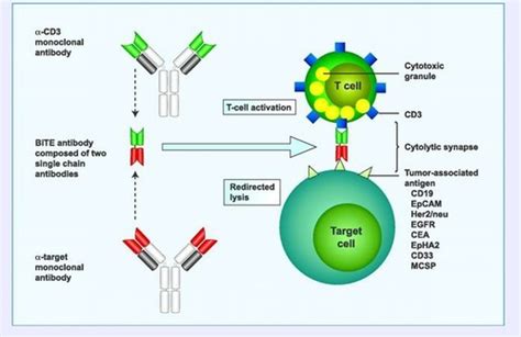 Bispecific T Cell Engager (bite) at Best Price in New York | Creative Biolabs