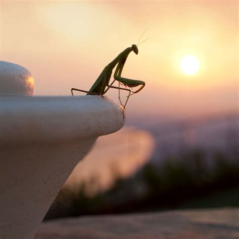 Contest Time! Build a Habitat for the Chinese Praying Mantis: Garden Guru that Reduces Plant ...