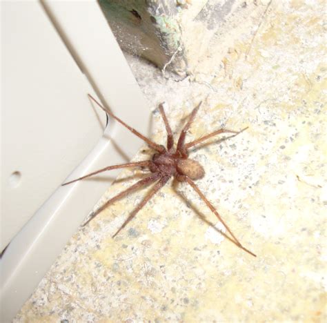 Common Poisonous House Spiders