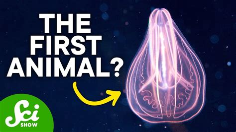 The First Animal Ever on Earth - YouTube