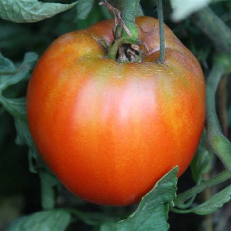 Italian Heirloom Tomato - Renaissance Farms Heirloom Tomato Seeds