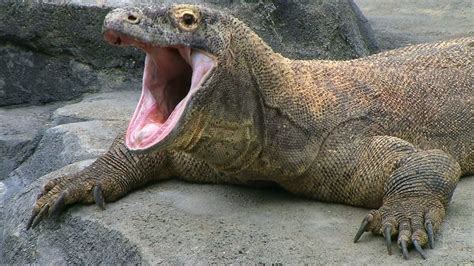 Komodo dragon | Venom, Size, Bite, & Facts | Britannica