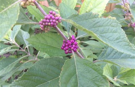 Beautyberries: Plant Care and Collection of Varieties - Garden.org