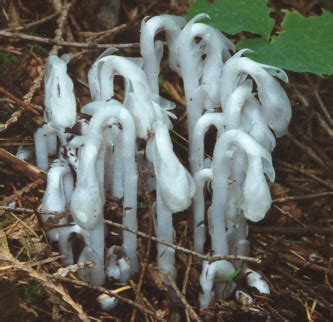 Mycoblog: What are “saprophytic” plants all about?