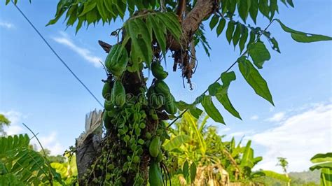 Belimbing Wuluh or Starfruit Tree Which is Overgrown by Parasitic ...