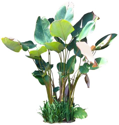 Tropical Plant Pictures: Calathea Lutea
