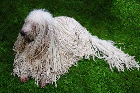 Komondor (character, nutrition, care)