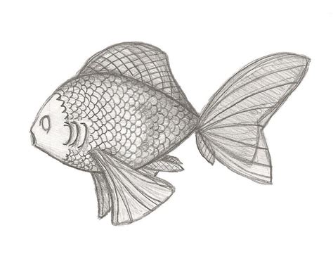 Fish sketch by CallumWhite on DeviantArt