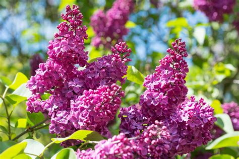 How to Care for a Lilac Bush in Your Home Garden - 2024 - MasterClass