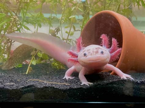 Axolotl Teeth