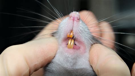 Rat Bite: Fever and Treatment - Fantastic Pest Control Australia